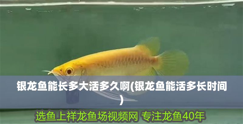 銀龍魚能長多大活多久啊(銀龍魚能活多長時間)