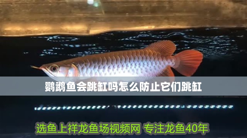 鸚鵡魚會跳缸嗎怎么防止它們跳缸