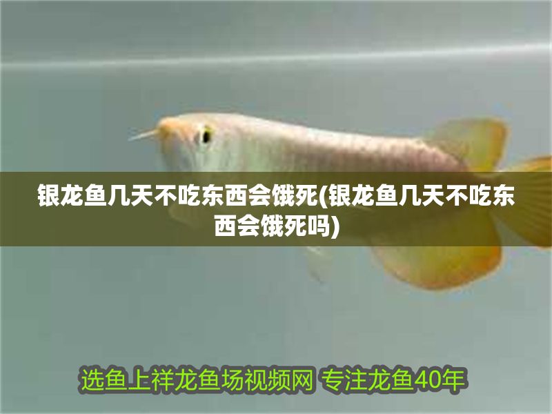 銀龍魚幾天不吃東西會餓死(銀龍魚幾天不吃東西會餓死嗎)