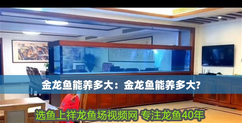 金龍魚能養多大：金龍魚能養多大?