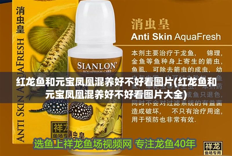 紅龍魚和元寶鳳凰混養好不好看圖片(紅龍魚和元寶鳳凰混養好不好看圖片大全)