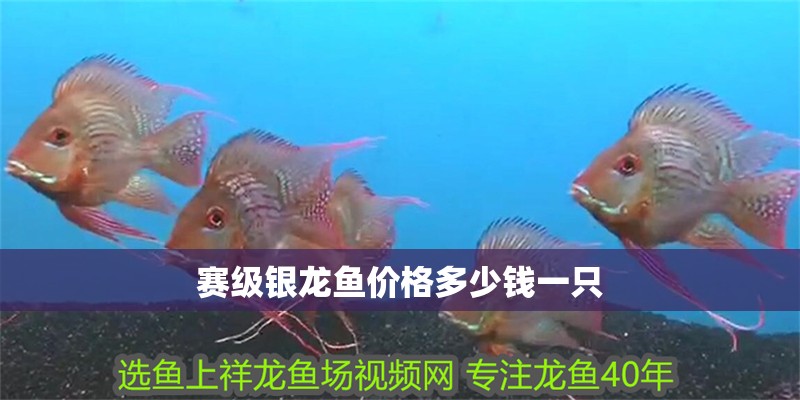 賽級銀龍魚價格多少錢一只