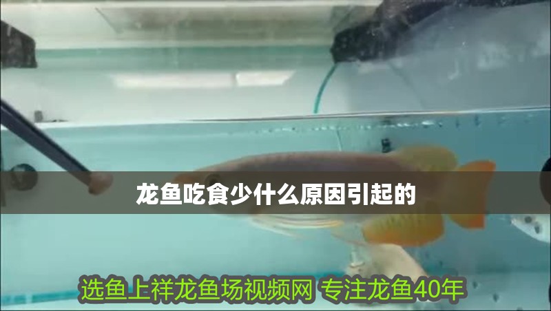龍魚(yú)吃食少什么原因引起的 龍魚(yú)百科 第3張 龍魚(yú)吃食少什么原因引起的 龍魚(yú)吃食少什么原因引起的 龍魚(yú)百科 第3張