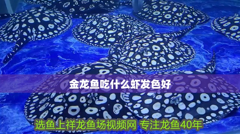 金龍魚吃什么蝦發色好