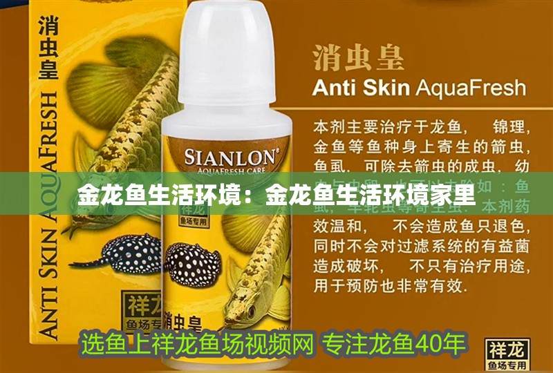 金龍魚生活環境：金龍魚生活環境家里