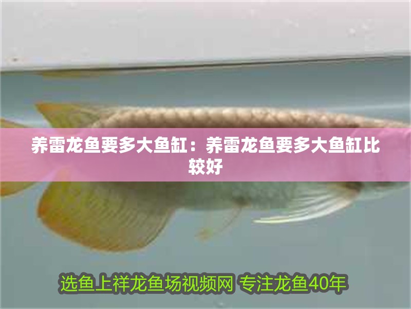 養雷龍魚要多大魚缸:養雷龍魚要多大魚缸比較好 水族問答 養雷龍魚要多大魚缸:養雷龍魚要多大魚缸比較好 養雷龍魚要多大魚缸:養雷龍魚要多大魚缸比較好 水族問答