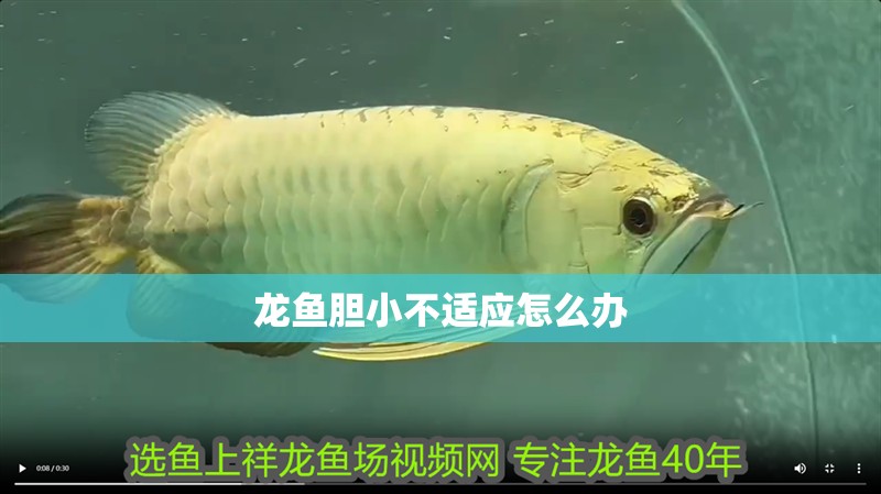 龍魚膽小不適應怎么辦 龍魚百科 第3張 龍魚膽小不適應怎么辦 龍魚膽小不適應怎么辦 龍魚百科 第3張