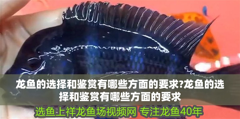龍魚的選擇和鑒賞有哪些方面的要求?龍魚的選擇和鑒賞有哪些方面的要求