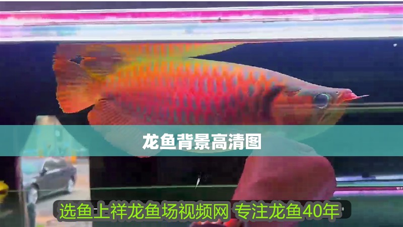 龍魚(yú)背景高清圖