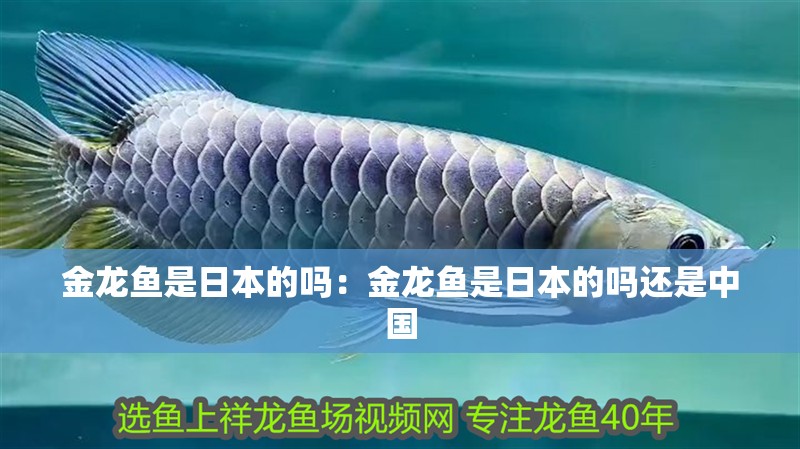 金龍魚是日本的嗎：金龍魚是日本的嗎還是中國