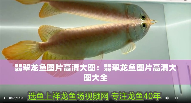 翡翠龍魚圖片高清大圖：翡翠龍魚圖片高清大圖大全