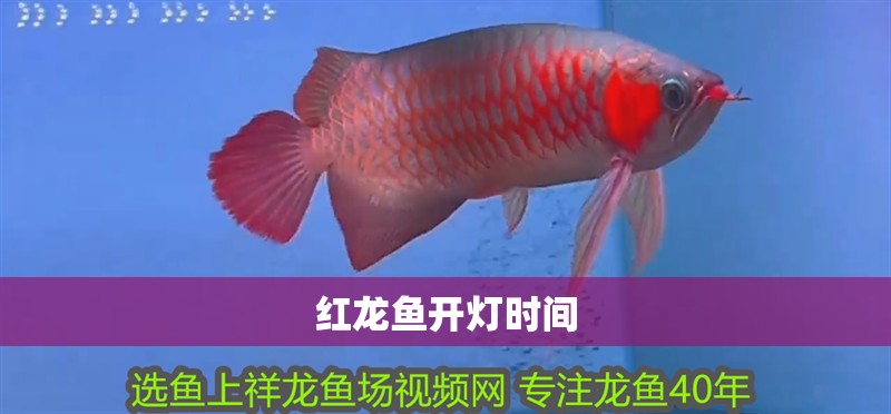 紅龍魚開燈時(shí)間