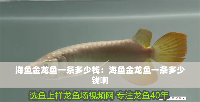 海魚金龍魚一條多少錢：海魚金龍魚一條多少錢啊