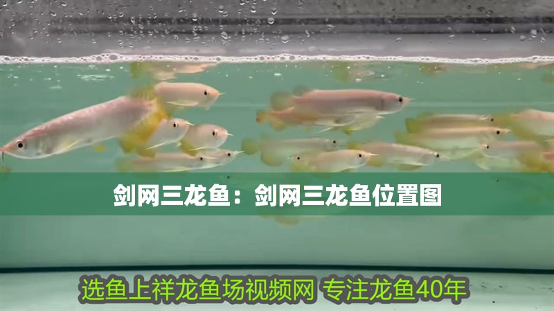 劍網(wǎng)三龍魚：劍網(wǎng)三龍魚位置圖