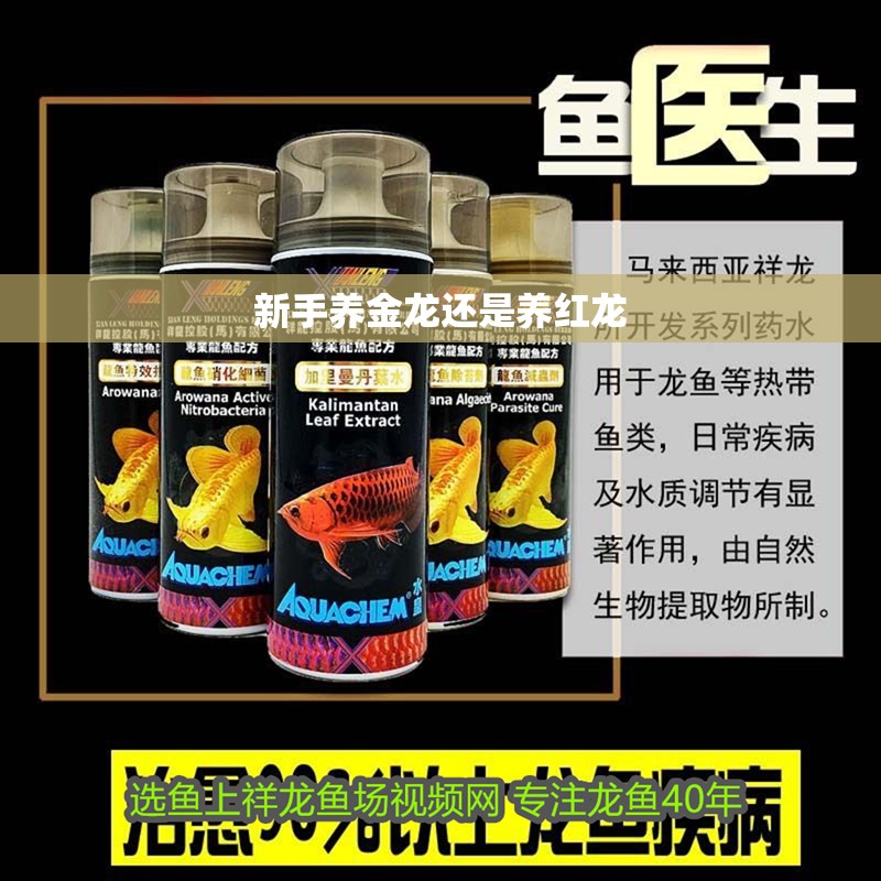 新手養金龍還是養紅龍