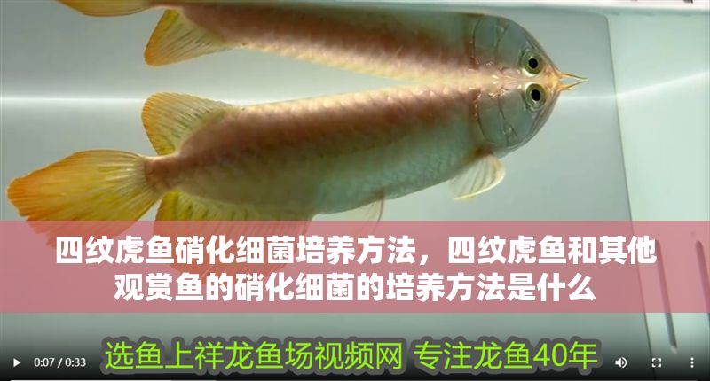 四紋虎魚硝化細菌培養方法，四紋虎魚和其他觀賞魚的硝化細菌的培養方法是什么