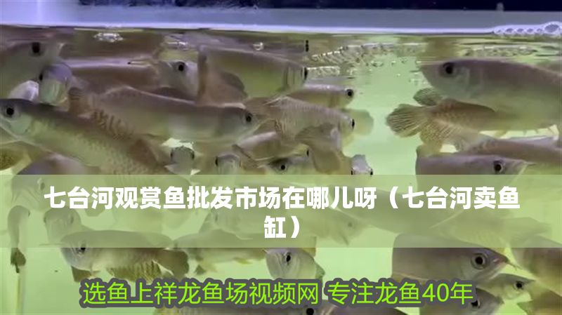 七臺河觀賞魚批發市場在哪兒呀（七臺河賣魚缸）