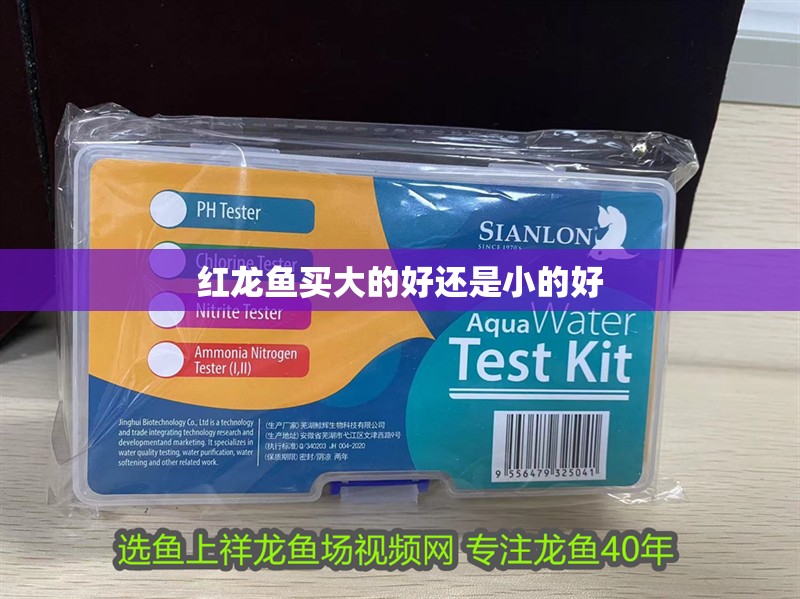 紅龍魚買大的好還是小的好