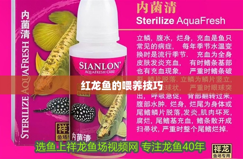 紅龍魚的喂養技巧
