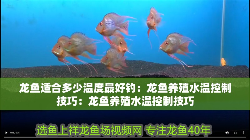 龍魚適合多少溫度最好釣：龍魚養殖水溫控制技巧：龍魚養殖水溫控制技巧