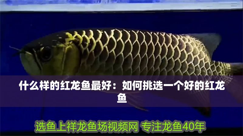 什么樣的紅龍魚最好：如何挑選一個好的紅龍魚