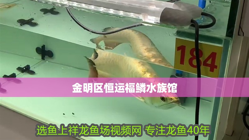 金明區恒運福鱗水族館