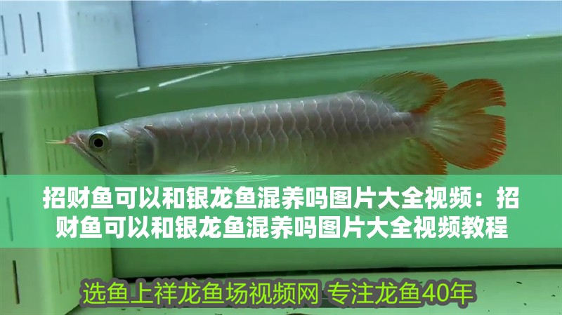 招財魚可以和銀龍魚混養嗎圖片大全視頻：招財魚可以和銀龍魚混養嗎圖片大全視頻教程