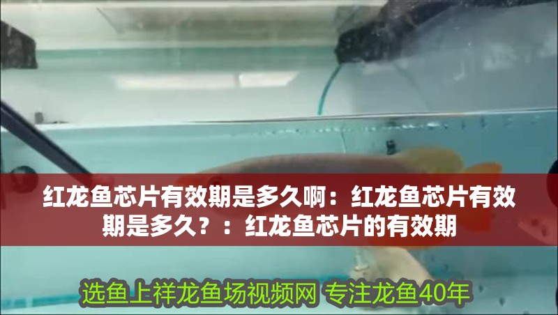 紅龍魚芯片有效期是多久啊：紅龍魚芯片有效期是多久？：紅龍魚芯片的有效期