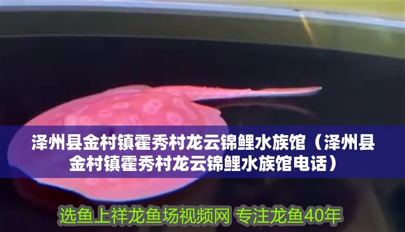 澤州縣金村鎮(zhèn)霍秀村龍云錦鯉水族館（澤州縣金村鎮(zhèn)霍秀村龍云錦鯉水族館電話）