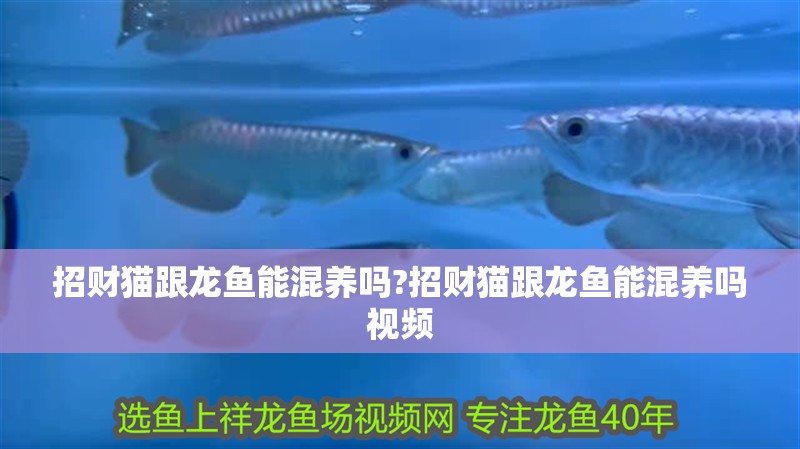 招財貓跟龍魚能混養嗎?招財貓跟龍魚能混養嗎視頻