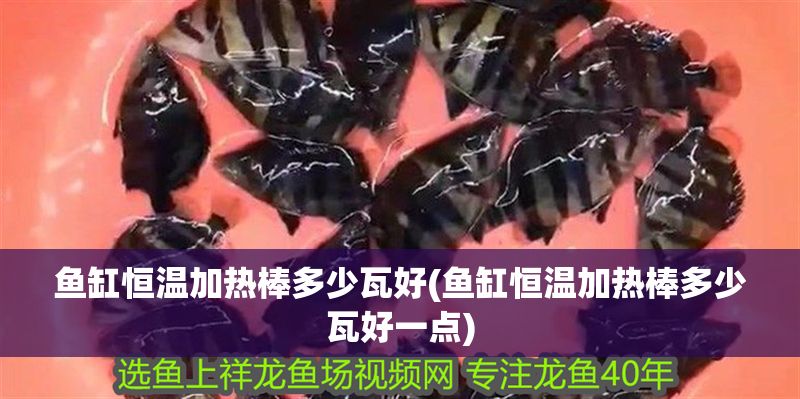 魚缸恒溫加熱棒多少瓦好(魚缸恒溫加熱棒多少瓦好一點)