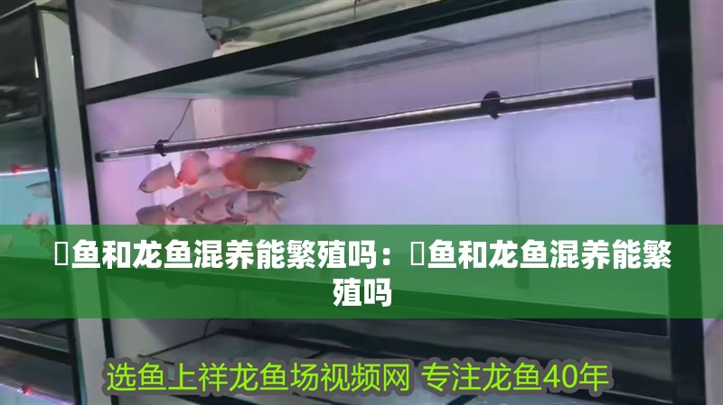 魟魚(yú)和龍魚(yú)混養(yǎng)能繁殖嗎：魟魚(yú)和龍魚(yú)混養(yǎng)能繁殖嗎