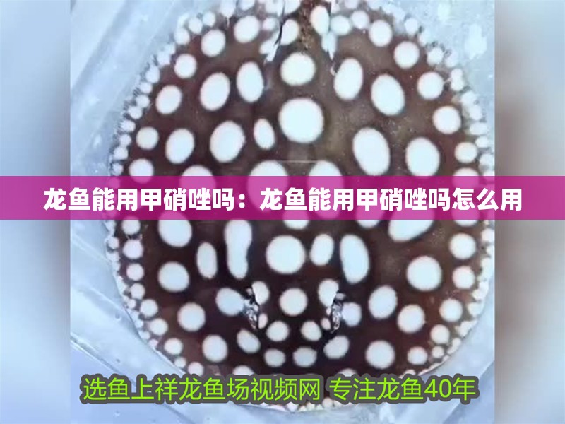龍魚能用甲硝唑嗎：龍魚能用甲硝唑嗎怎么用