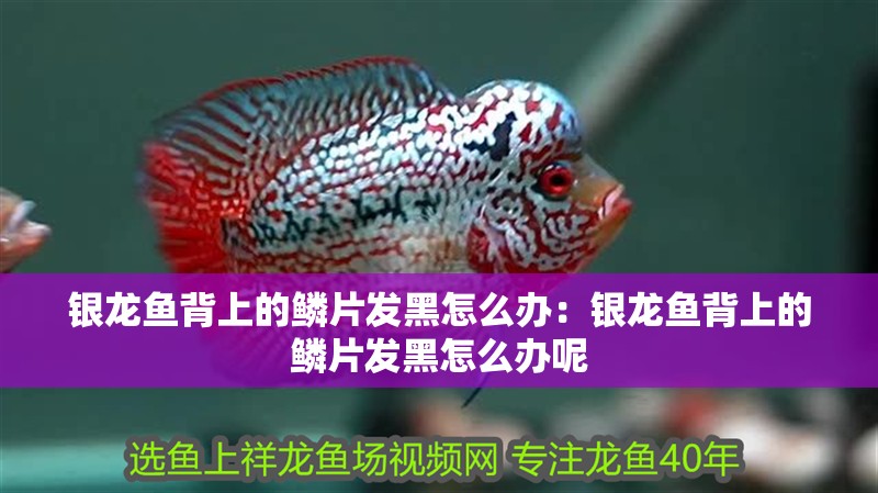 銀龍魚背上的鱗片發黑怎么辦：銀龍魚背上的鱗片發黑怎么辦呢