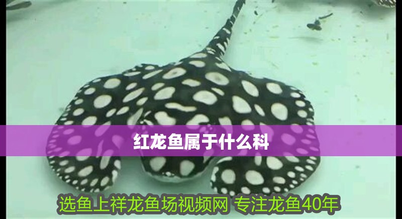 紅龍魚屬于什么科