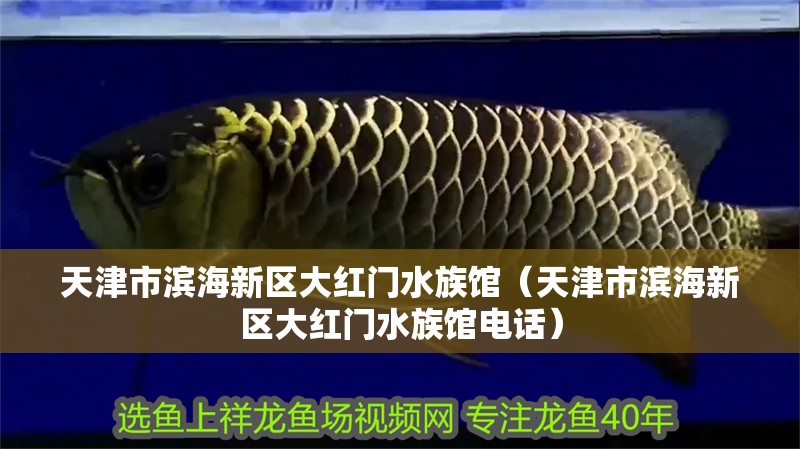 天津市濱海新區大紅門水族館（天津市濱海新區大紅門水族館電話）