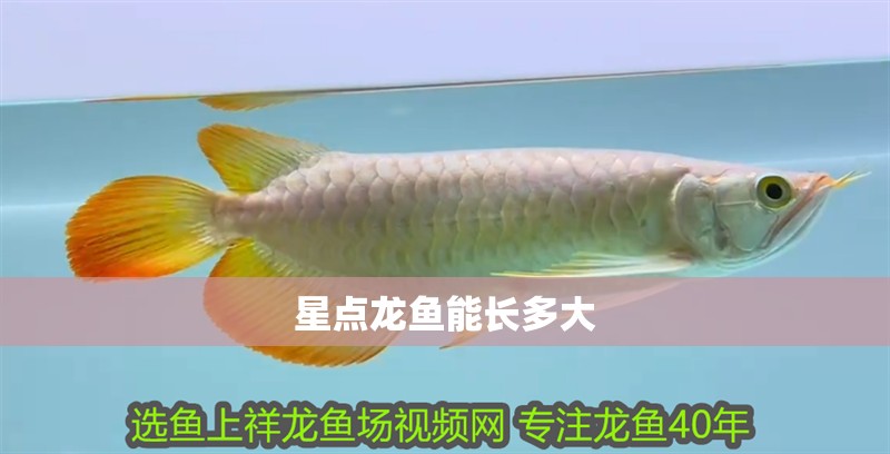 星點(diǎn)龍魚能長多大