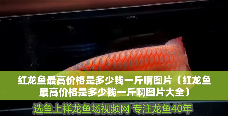紅龍魚最高價格是多少錢一斤啊圖片（紅龍魚最高價格是多少錢一斤啊圖片大全）