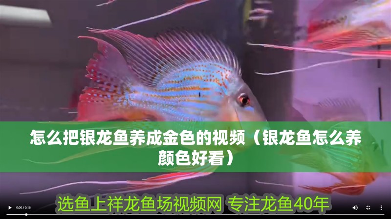怎么把銀龍魚(yú)養(yǎng)成金色的視頻（銀龍魚(yú)怎么養(yǎng)顏色好看）