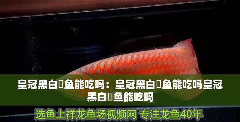 皇冠黑白魟魚能吃嗎：皇冠黑白魟魚能吃嗎皇冠黑白魟魚能吃嗎