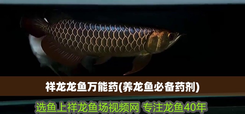 祥龍龍魚萬能藥(養龍魚必備藥劑)