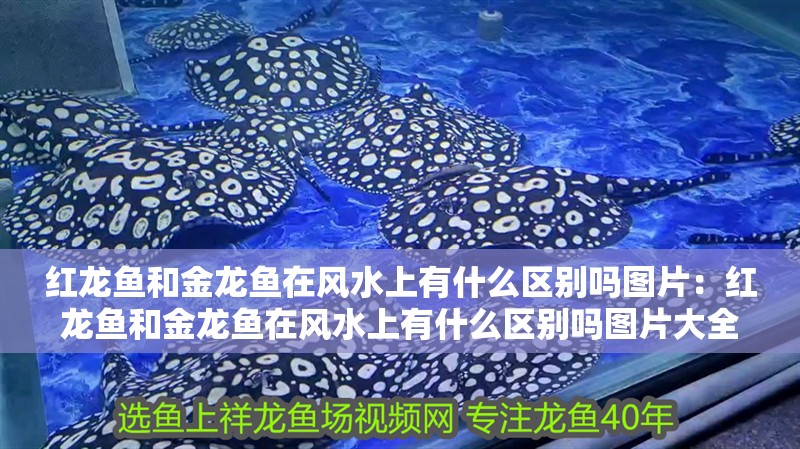 紅龍魚和金龍魚在風水上有什么區別嗎圖片：紅龍魚和金龍魚在風水上有什么區別嗎圖片大全