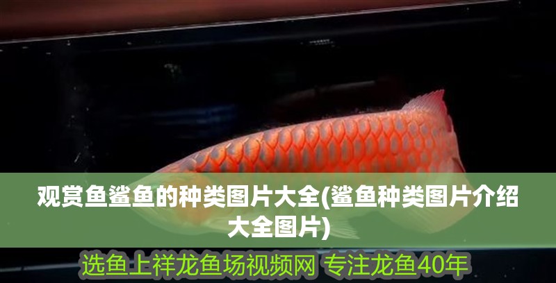 觀賞魚鯊魚的種類圖片大全(鯊魚種類圖片介紹大全圖片)
