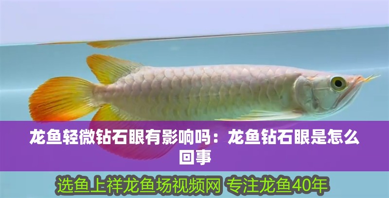 龍魚輕微鉆石眼有影響嗎：龍魚鉆石眼是怎么回事