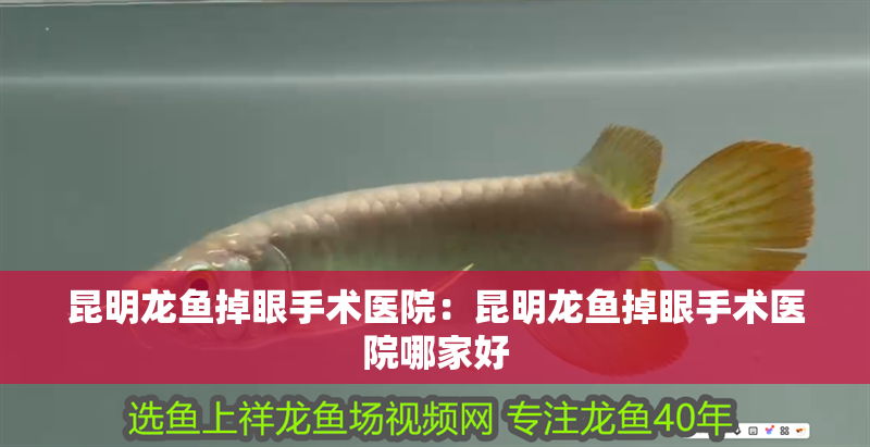 昆明龍魚掉眼手術醫院：昆明龍魚掉眼手術醫院哪家好