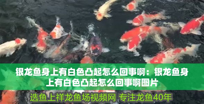 銀龍魚身上有白色凸起怎么回事啊：銀龍魚身上有白色凸起怎么回事啊圖片