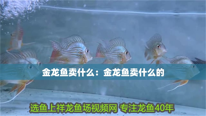 金龍魚賣什么：金龍魚賣什么的