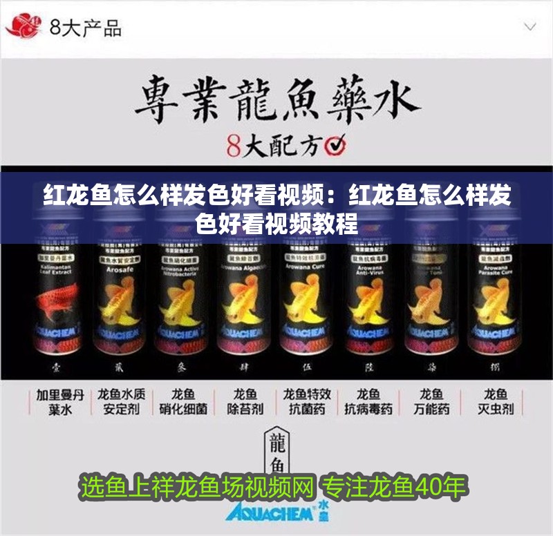 紅龍魚怎么樣發色好看視頻：紅龍魚怎么樣發色好看視頻教程