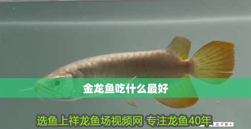 金龍魚吃什么最好