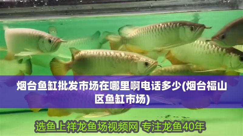 煙臺魚缸批發市場在哪里啊電話多少(煙臺福山區魚缸市場)